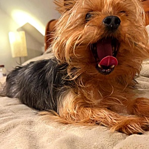 Dapper - "Yawn"
